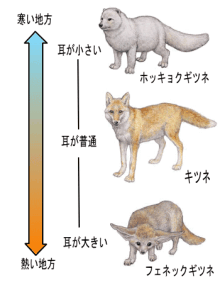 アレンの法則がよく表れている動物の例をいくつか教えてください Yahoo 知恵袋