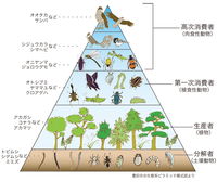 食物連鎖で 消費者と分解者のちがいは何でしょうか 死がいや排出物など生きて Yahoo 知恵袋