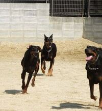 ドーベルマンを飼うことが夢の学生です しかし念願の犬を飼うことにな Yahoo 知恵袋