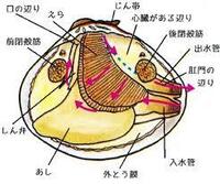 中2 理科のイカやアサリの体のつくりの観察 の問題です 実験の考察で Yahoo 知恵袋