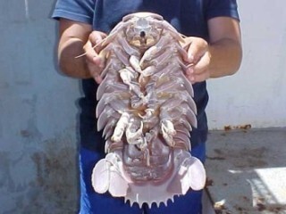 フナムシを食べるとどんな味がしますか フナムシ捕まえて 魚釣りの餌にする Yahoo 知恵袋