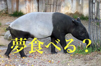 伝説上の生き物 貘 についての質問です 中国から日本に伝わった Yahoo 知恵袋