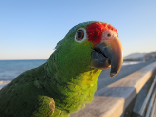 ボウシインコをお迎えしている方ご回答して頂けると幸いです 生後一 Yahoo 知恵袋