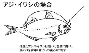 銀平のエレベーター仕掛け 泳がせ釣り で 銀平を刺す場所はどこがいい Yahoo 知恵袋