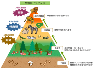 Yahoo!知恵袋なぜ大型肉食動物は
絶滅しやすいのですか
安定した環境が永久に続き草食動物の巨大化が進むのならならむしろ絶滅率は低い方から大型草食動物、大型肉食動物、小型草食動物、小型肉食動物になる