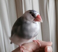 ごま塩文鳥のこと教えてください最近 ごま塩文鳥というのを知りましたが ペット Yahoo 知恵袋