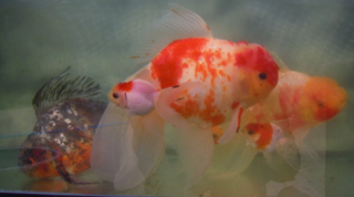 上見でおすすめの丈夫な金魚ありますか 和金系がやはり良いでしょ Yahoo 知恵袋