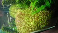ロタラの植え替えについて質問です 水草水槽において ロタラはどのくらいの Yahoo 知恵袋