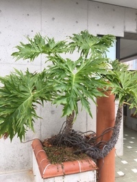 観葉植物が大きくなりすぎてしまいました 剪定方法が分かりませんが名 Yahoo 知恵袋