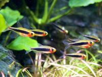 淡水熱帯魚カラフル混泳こんばんは 1cm水槽で熱帯魚の飼育を始めよ Yahoo 知恵袋
