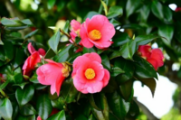 椿の花はいつ頃から咲きだしますか 開花時期は２ ４月 原種 花の色は紅 Yahoo 知恵袋