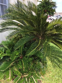 エンセファラルトスホリダスを先日 鉢植え替えを行う時に根の芋部が Yahoo 知恵袋