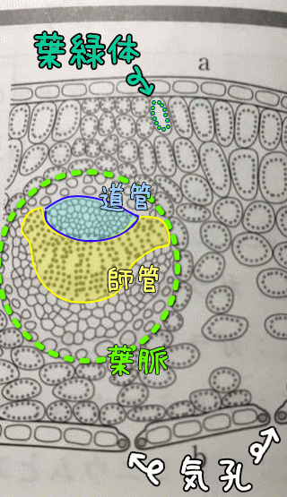 中学生理科です この画像の中で Aが表面 Bが裏側みたいです Yahoo 知恵袋