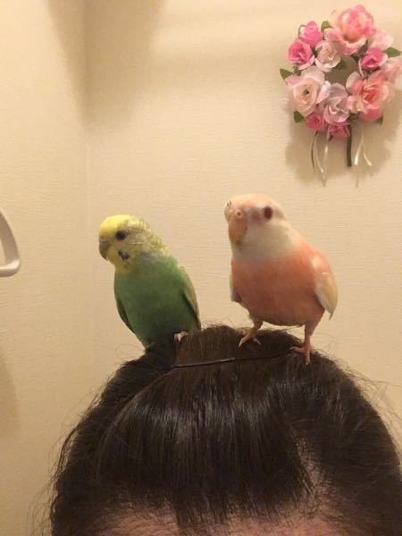 アキクサインコとセキセイインコは相性が悪いのでしょうか Yahoo 知恵袋