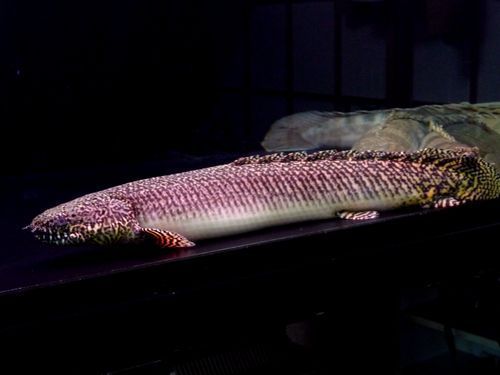 ポリプ飼育名人の方に質問です。約半年前に10センチ位のオルナティ 