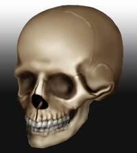 頭蓋骨が好きな人は 心理学的にどの様な性格の人ですか プロファイ Yahoo 知恵袋