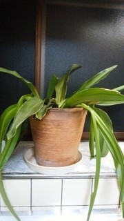 万年青の葉のしおれが止まりません 先週も質問させていただき Yahoo 知恵袋