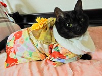 猫ちゃんの被り物と首輪についてです 最近 Snsで猫ちゃん Yahoo 知恵袋