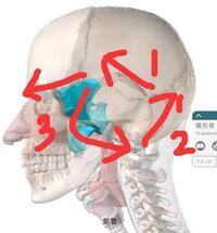 面長が丸顔 小顔になるのは整形しかありませんか 面長がコンプレ Yahoo 知恵袋