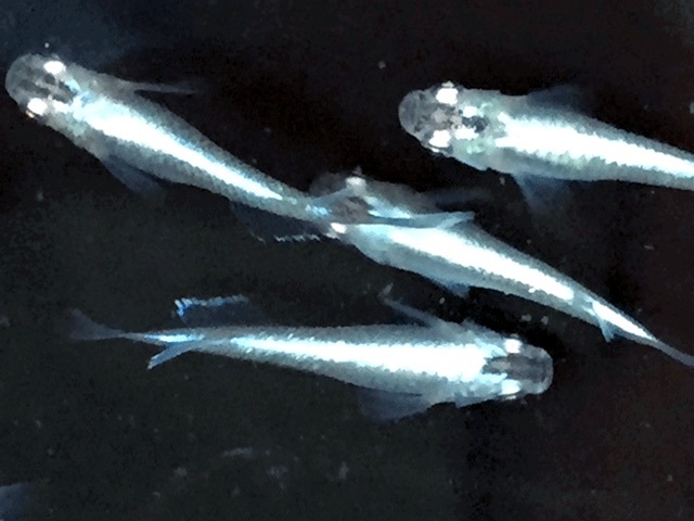 火鉢　金魚の飼育用で使用していました 金魚を火鉢で飼うのは大変でしょうか？ - メリット、デメリット教えて