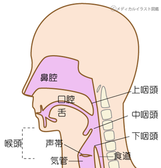 先月から痰の塊が喉ちんこに絡みついて気持ち悪いです 花粉症持ちなので Yahoo 知恵袋