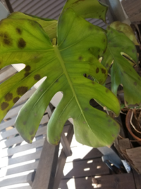 モンステラに黒い斑点がついています 何かの病気でしょうか 寒さの Yahoo 知恵袋