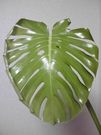 モンステラに黒い斑点がついています 何かの病気でしょうか 寒さの Yahoo 知恵袋