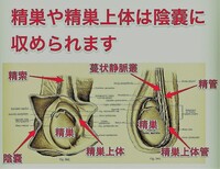 下ネタですみません 金玉について最近 気が付いたのですが左の金玉を Yahoo 知恵袋