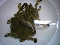 常滑あたりで カニ籠でカニを獲ったら捕まりますか もしくは罰金ですか Yahoo 知恵袋