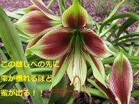 花のみつ人間が吸ってもいいですか 花のみつ人間が吸ってもいいです Yahoo 知恵袋