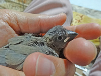 文鳥撫でると怒る 03 04に１月上旬生まれのひとり餌にな Yahoo 知恵袋