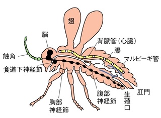 虫に心臓はありますか 心臓に相当する器官はありますがヒトなどの Yahoo 知恵袋