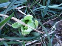 ふきのとうの花が咲いてしまっているものをとったのですが 食べれるのでしょ Yahoo 知恵袋