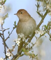 鳥のナイチンゲールは ウグイスとは別物ですよね 鳴き声がきれい という点 Yahoo 知恵袋