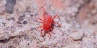 たまに見かけるすごく小さい赤い蜘蛛の名前は何ですか タカラダ Yahoo 知恵袋