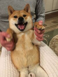 柴犬は飼ってる方が多いですが 飼うのが難しいというか気性が荒い 噛みやすい Yahoo 知恵袋