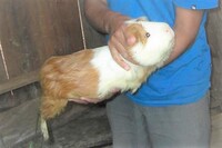 南米クイ 南米で食用とされている小動物なのですが ハムスターかモルモットと Yahoo 知恵袋