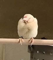 白文鳥の雛 5週目 下の写真のように まるまるとしているこ Yahoo 知恵袋