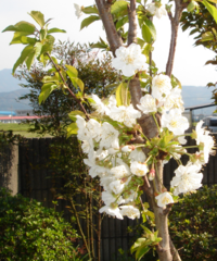 さくらんぼの苗木を購入して 今年初めて花芽をつけたのですが これは本当にさ Yahoo 知恵袋