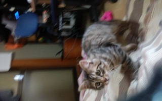 猫に刺身 スズキ を与えました 今日 猫に刺身をあげました 今日はスズキ Yahoo 知恵袋