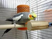 うちのオカメインコはケージをよくかじるのですが 対処としてかじりま専科をあげ Yahoo 知恵袋