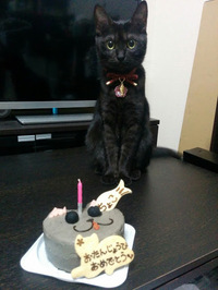 一人暮らしでも 誕生日ケーキは食べますか クリスマスケーキは食 Yahoo 知恵袋