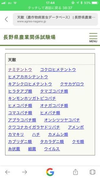 ジュウシホシクビナガハムシの天敵を教えて下さい これですよ Yahoo 知恵袋