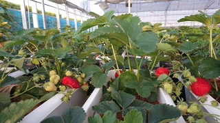 イチゴの苗を購入したのですが ランナーが見当たらず 植える方向 Yahoo 知恵袋
