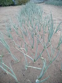 雪国で玉ねぎを育てるときは雪を降る前に植えるのは難しいんですか 今回ほと Yahoo 知恵袋