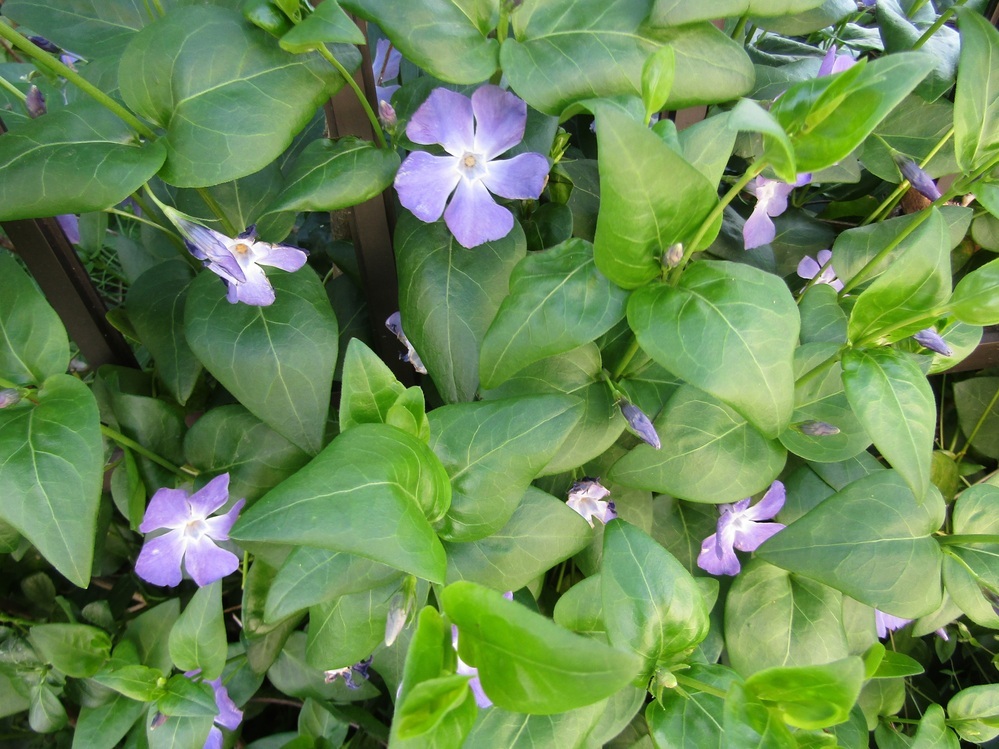 この5枚花弁の紫の花は何という名前でしょうか ツルニチソウ で Yahoo 知恵袋