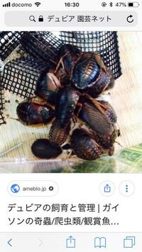 餌用のデュビアの隠れ家に新聞紙を丸めたのを使ってるんですけどデュビア Yahoo 知恵袋