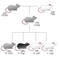 ノックアウトマウスに関する質問です 黒い遺伝子 優性 をもつマウ Yahoo 知恵袋