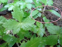 1か月ほど前に 三つ葉の種を畑に直播しました 発芽しないなあ と諦めてまし Yahoo 知恵袋