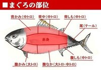 まぐろとトロの違いは 何ですか マグロのトロとはマグロの中の油の多い部位 Yahoo 知恵袋